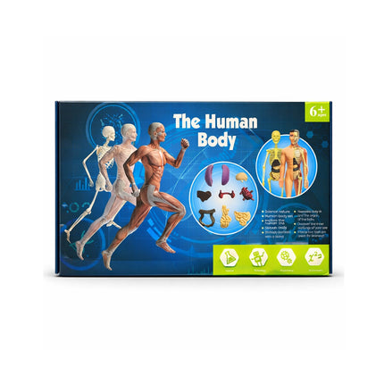 Box of a human body model set with illustrations on a white background
