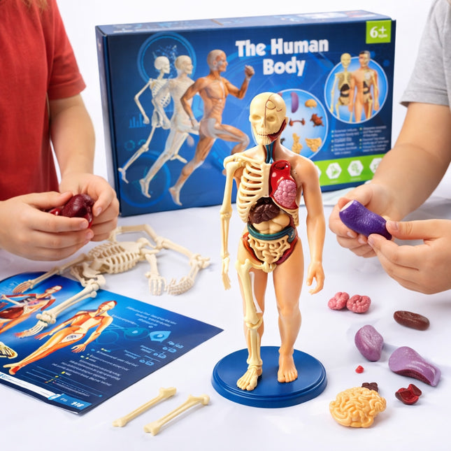 Educational anatomy model set with children interacting, including a box labeled 'The Human Body'.