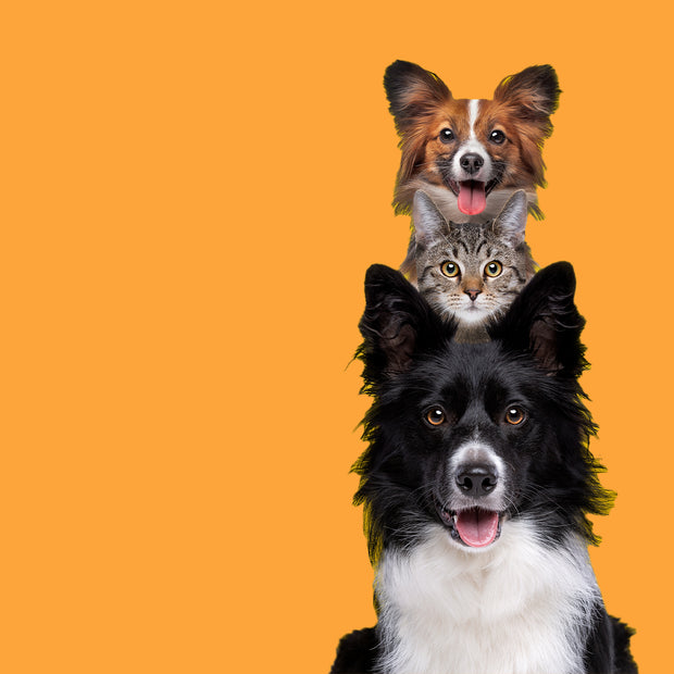 <h3>Pet Products</h3>
