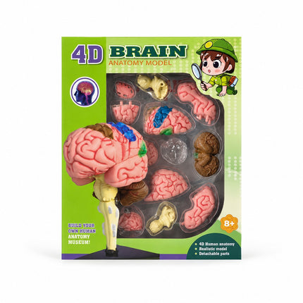 4D Brain Anatomy Model Educational Science Kit - Ages 8+ -MB012-4