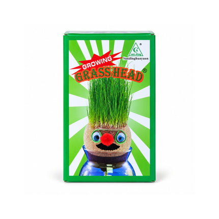 Growing Grass Head: Grow for Small-Time Indoor Plants